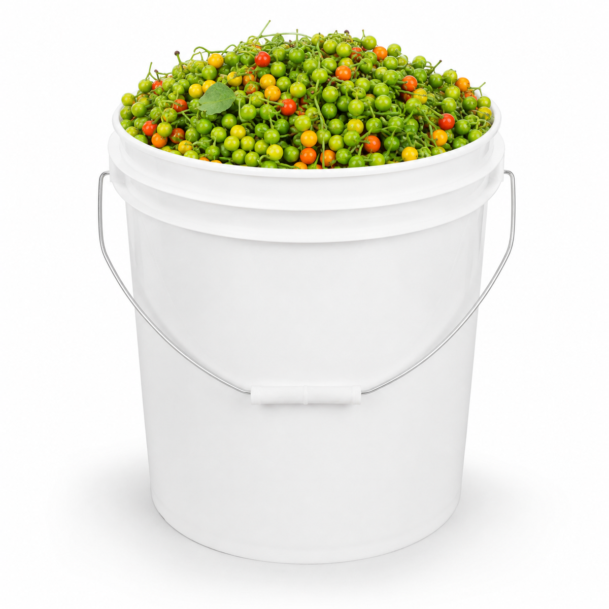 African kittley (1 bucket)