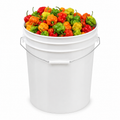 Habanero pepper